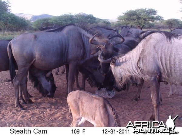 Trail Camera Namibia