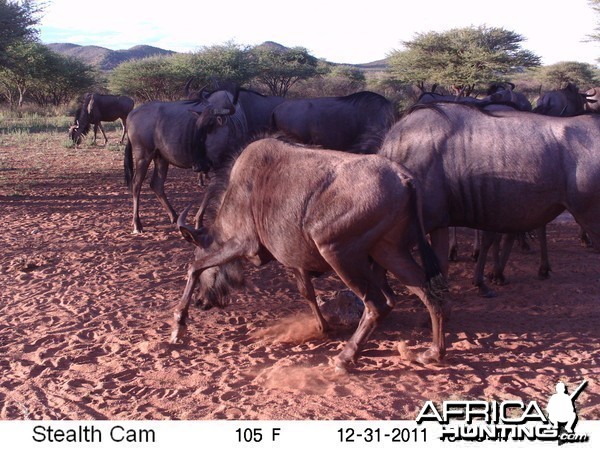 Trail Camera Namibia