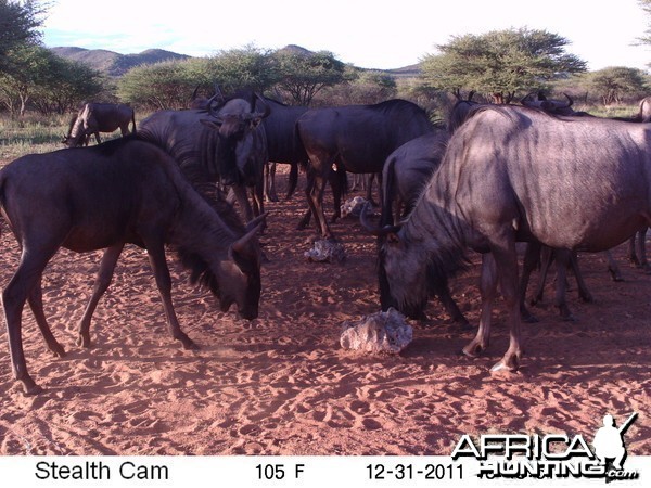 Trail Camera Namibia