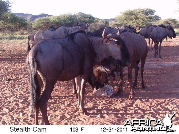 Trail Camera Namibia