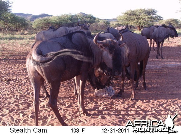 Trail Camera Namibia