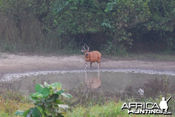 Bongo cow