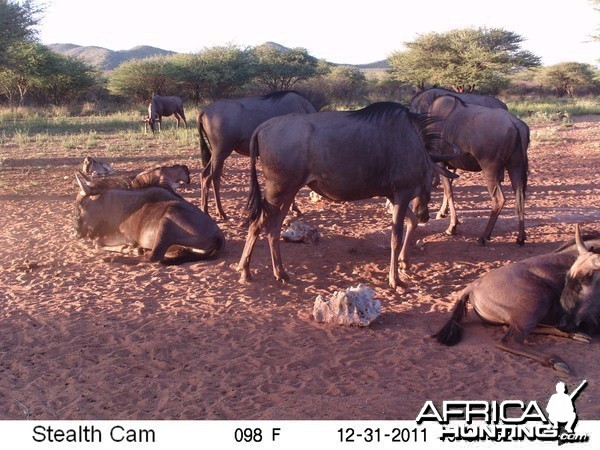 Trail Camera Namibia