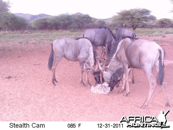 Trail Camera Namibia