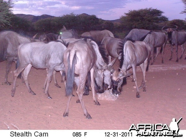 Trail Camera Namibia