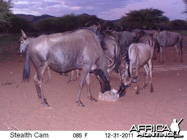 Trail Camera Namibia