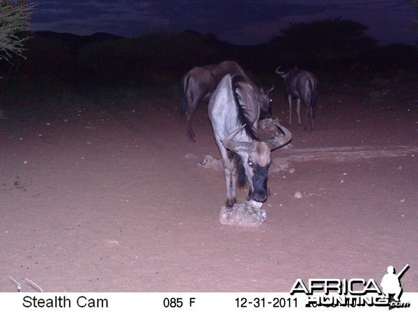 Trail Camera Namibia