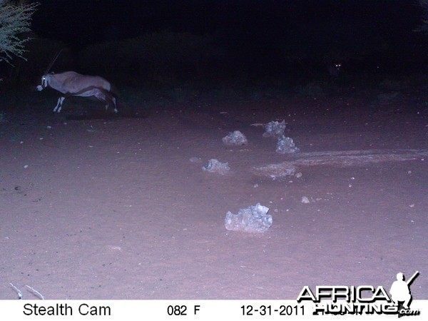 Trail Camera Namibia