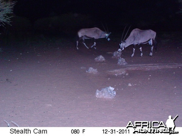 Trail Camera Namibia