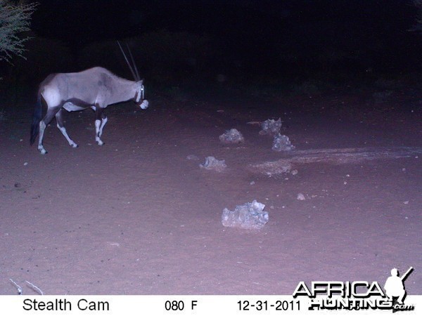 Trail Camera Namibia