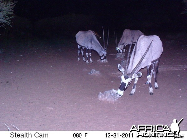 Trail Camera Namibia