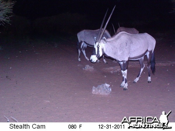 Trail Camera Namibia