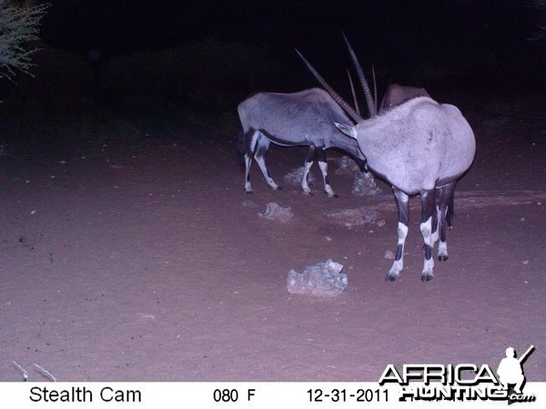 Trail Camera Namibia