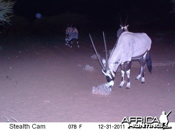 Trail Camera Namibia