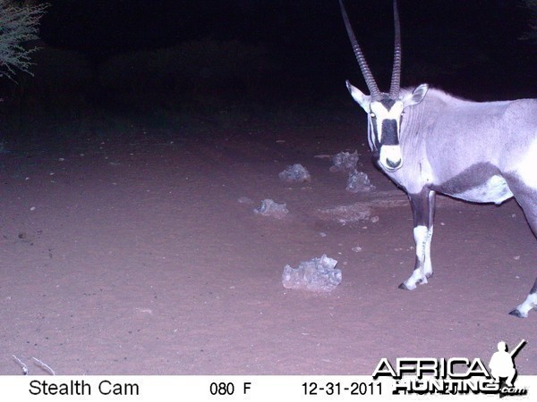 Trail Camera Namibia