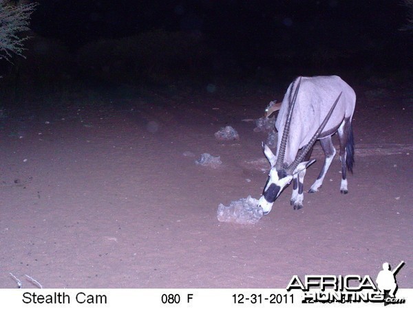 Trail Camera Namibia