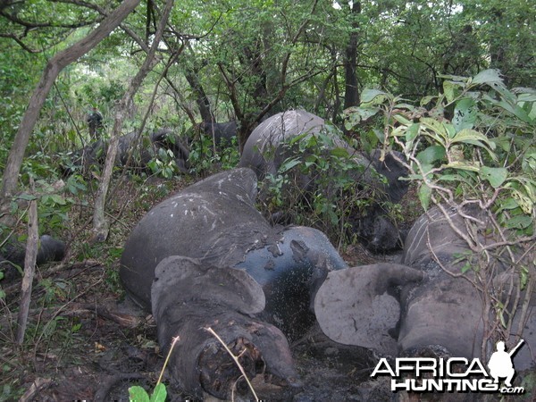 Elephant poaching in CAR