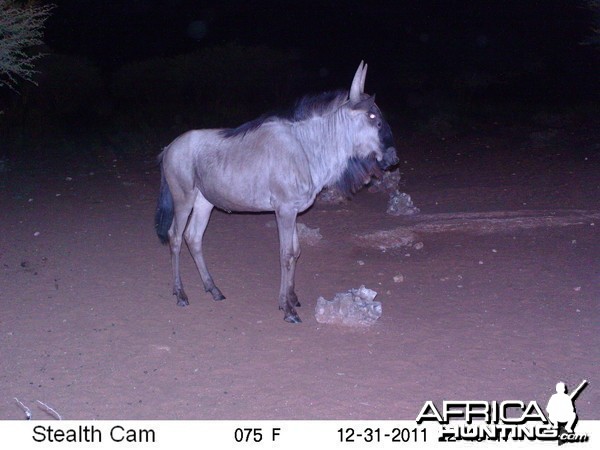 Trail Camera Namibia