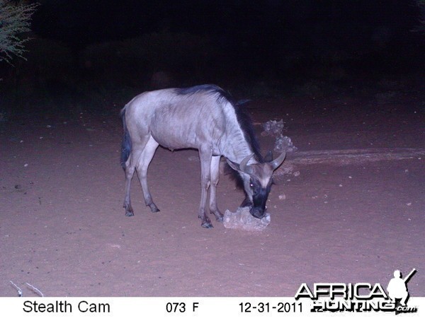 Trail Camera Namibia