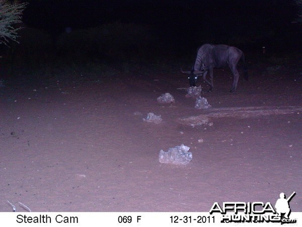 Trail Camera Namibia