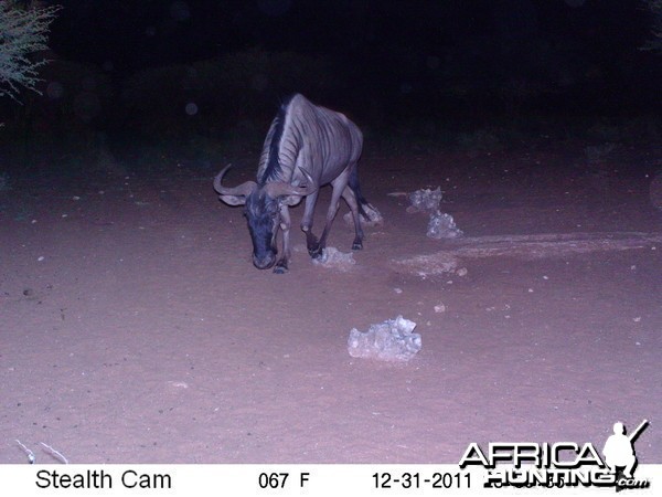 Trail Camera Namibia