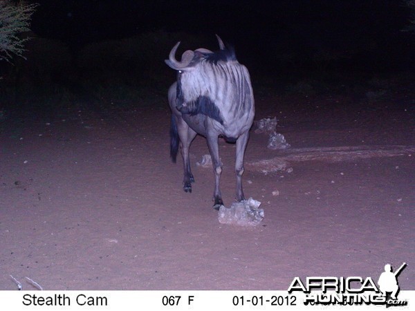 Trail Camera Namibia