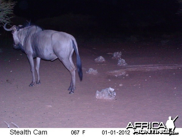 Trail Camera Namibia