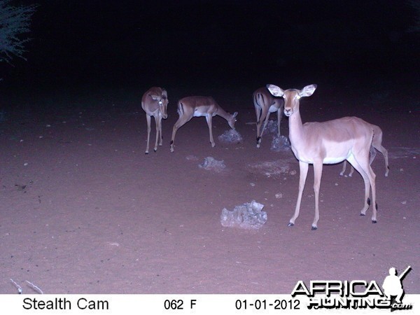 Trail Camera Namibia