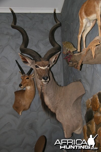 Kudu Wall Pedestal