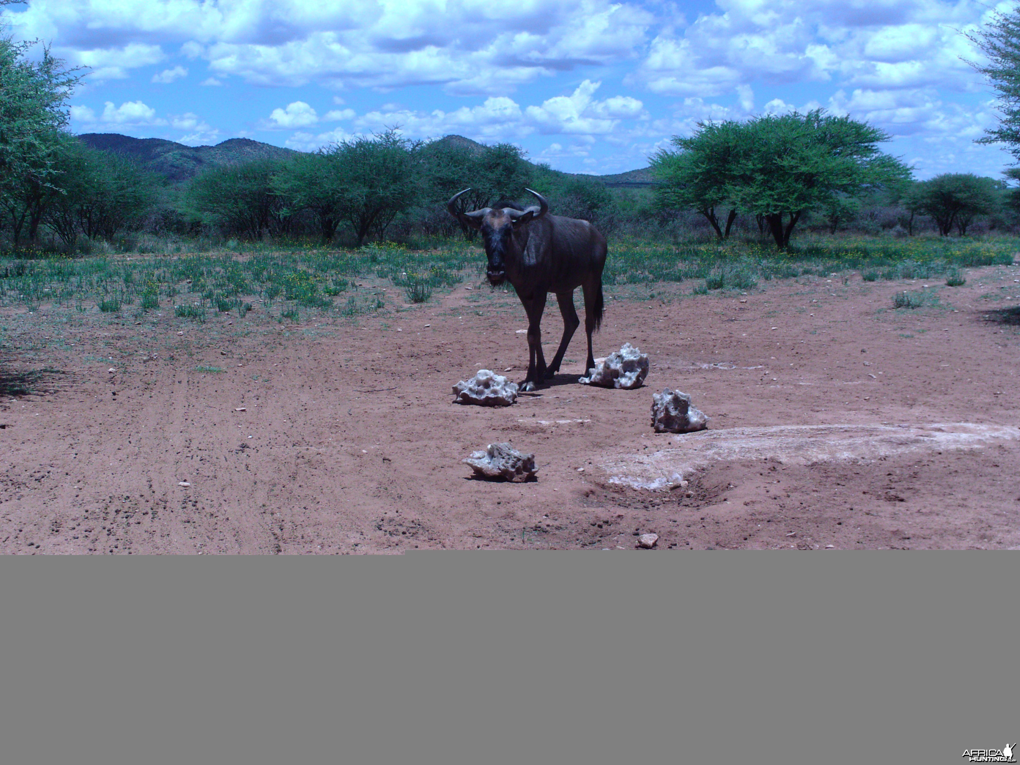 Trail Camera Namibia