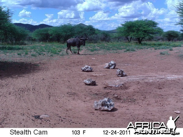 Trail Camera Namibia