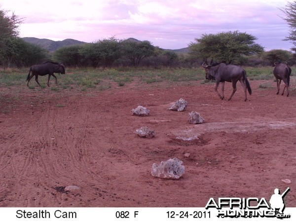 Trail Camera Namibia