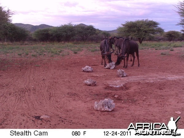 Trail Camera Namibia