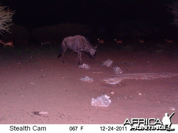 Trail Camera Namibia