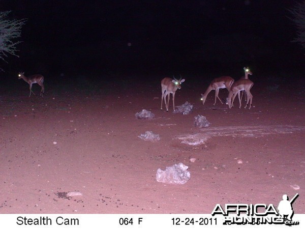 Trail Camera Namibia