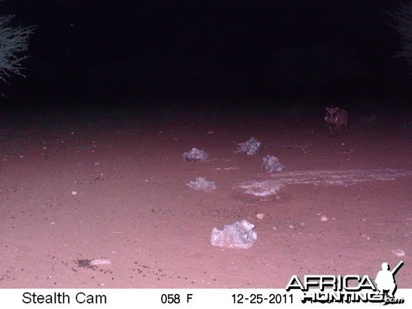 Trail Camera Namibia