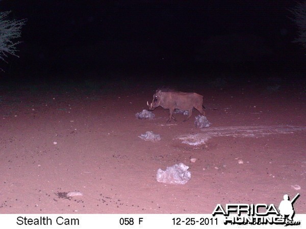 Trail Camera Namibia