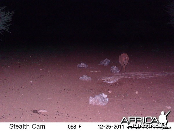 Trail Camera Namibia