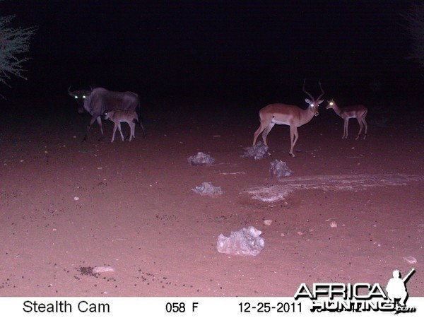 Trail Camera Namibia