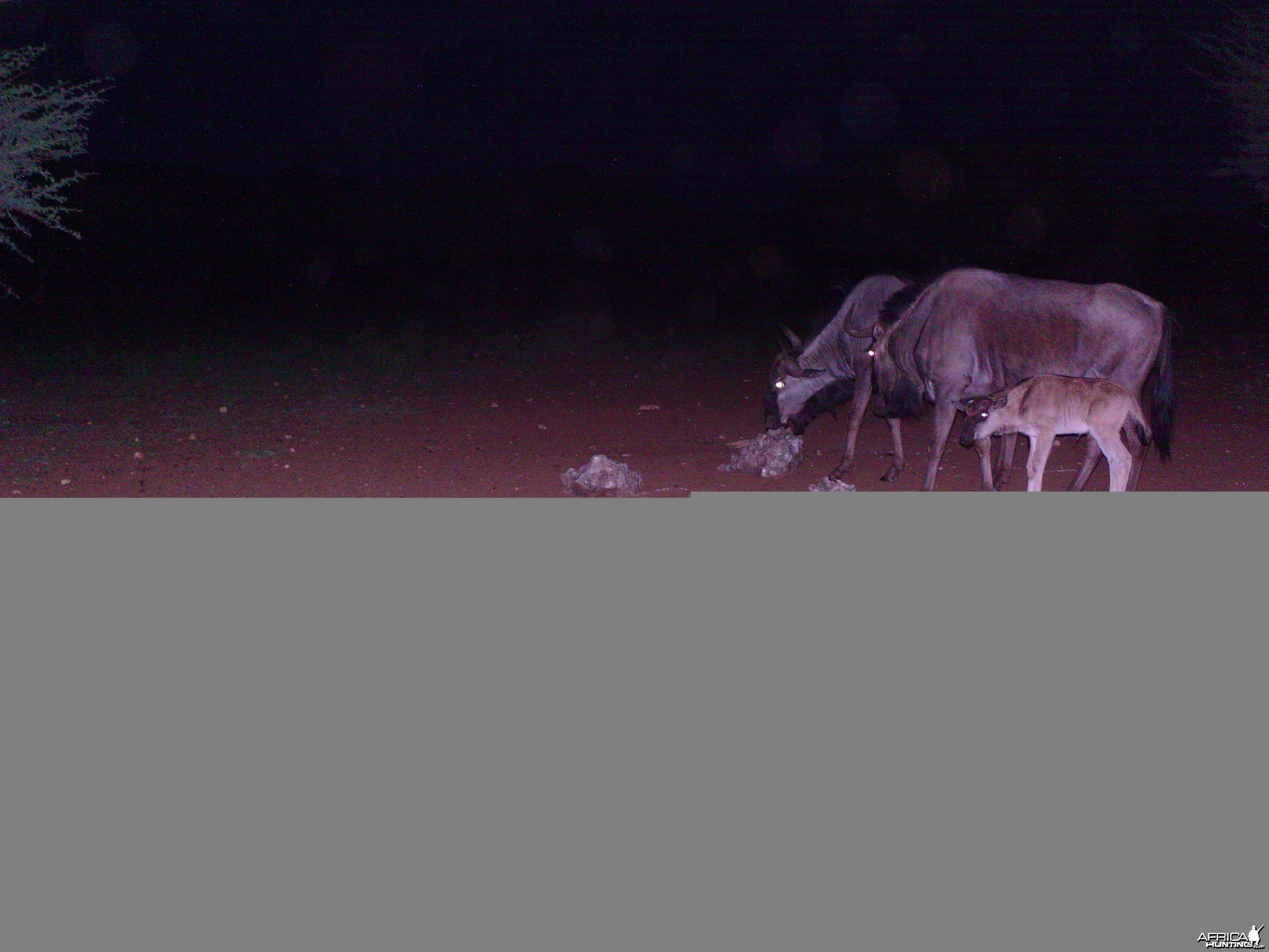 Trail Camera Namibia