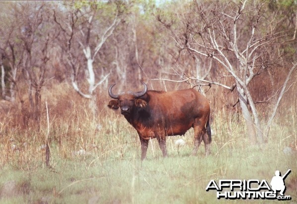 Young red buffalo. CAR