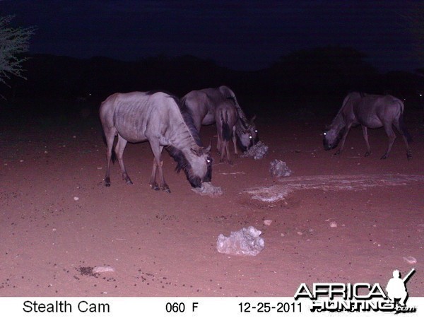 Trail Camera Namibia