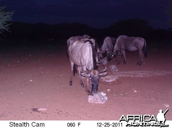 Trail Camera Namibia