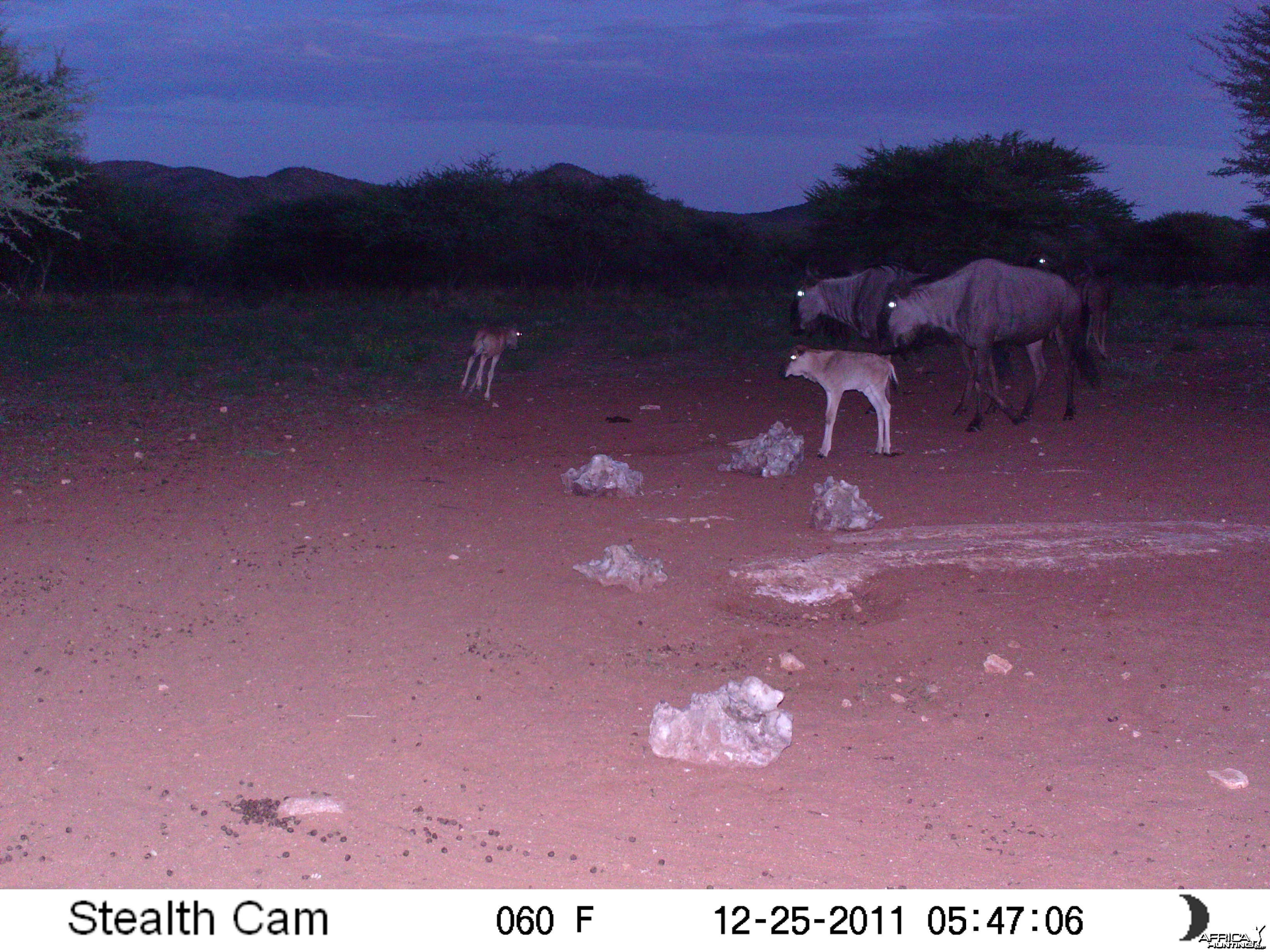 Trail Camera Namibia