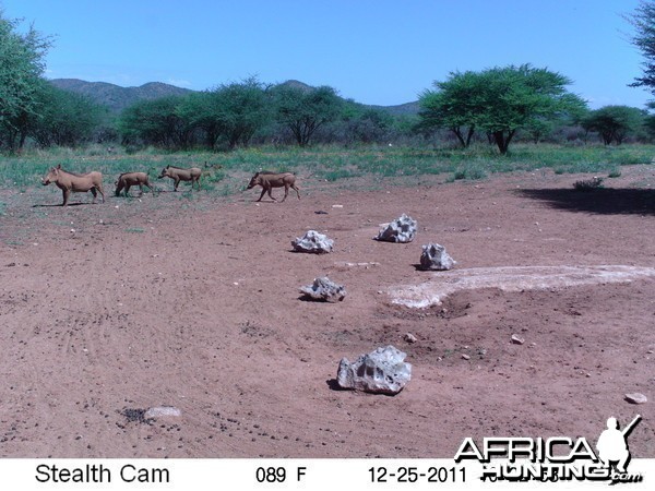 Trail Camera Namibia