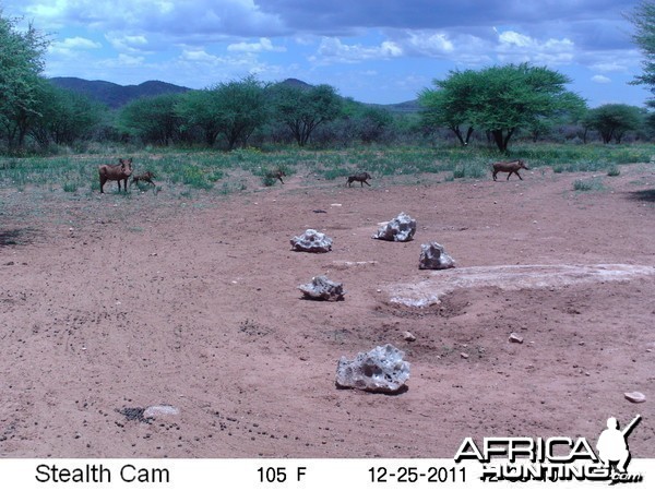 Trail Camera Namibia