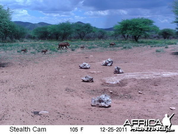 Trail Camera Namibia