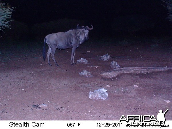 Trail Camera Namibia