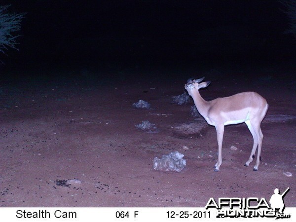 Trail Camera Namibia