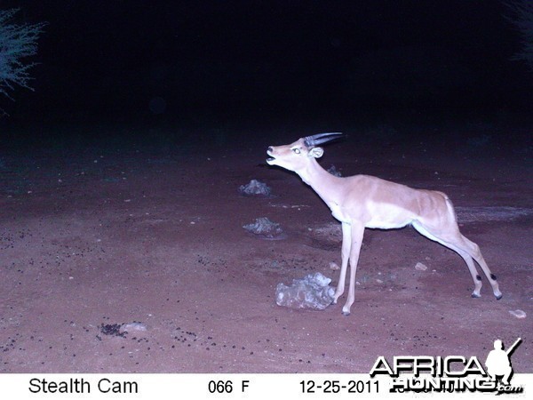 Trail Camera Namibia